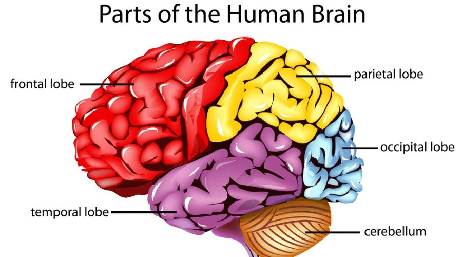 Brain Recover Following Alcohol Abuse